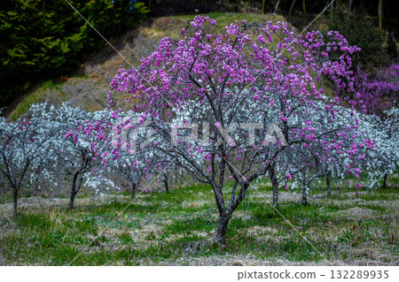 在中間哭泣的桃子 在中間哭泣的桃子 132289935