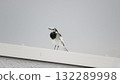 一隻白鶺鴒棲息在屋頂上的照片 132289998