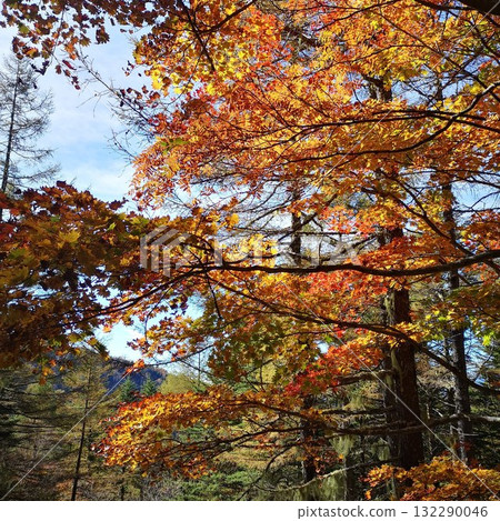 秋季 串岳 紅葉 132290046