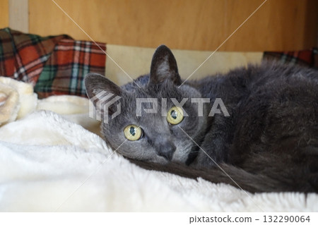 A lively grandma cat who is over 20 years old 132290064