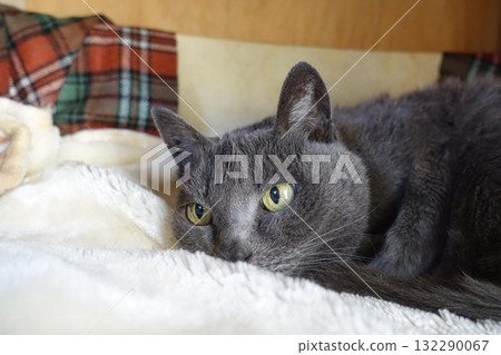 A lively grandma cat who is over 20 years old 132290067