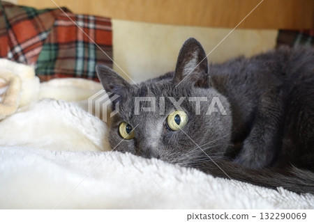 A lively grandma cat who is over 20 years old A lively grandma cat who is over 20 years old 132290069