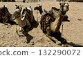 Four camels lined up in the desert - Nature landscape with adventure and tourism theme 132290072