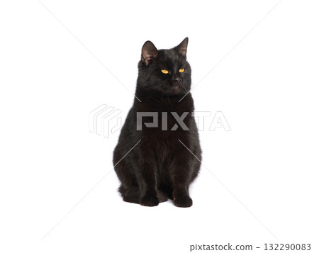 black cat isolated on white background 132290083