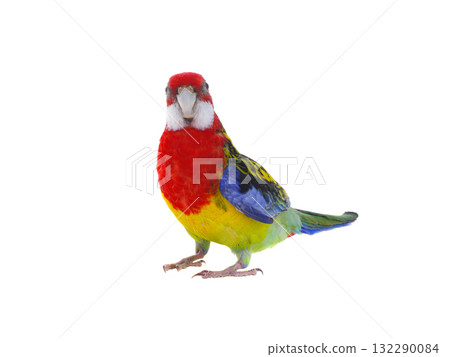 parrot Rosella parrot isolated on white background 132290084