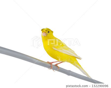canary isolated on white background 132290096