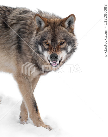 gray wolf with a grin is isolated on a white background. gray wolf with a grin is isolated on a white background. 132290098