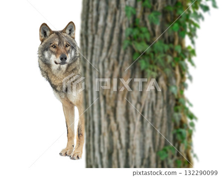 wolf peeking out from behind a tree isolated on white background 132290099