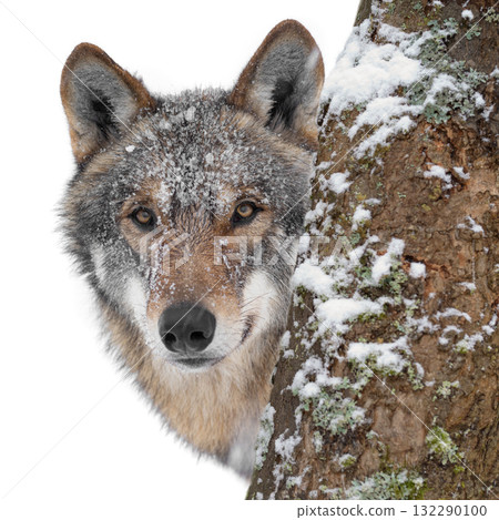 wolf peeking out from behind a tree isolated on white background wolf peeking out from behind a tree isolated on white background 132290100