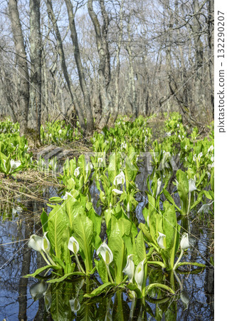 Skunk cabbage, Makumbetsu Marsh, Ishikari City 132290207