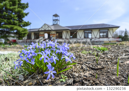 Chionodoxa，百合原公園，札幌 132290236