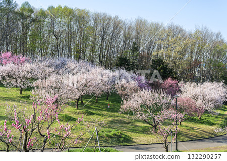 札幌市平岡公園梅林 132290257