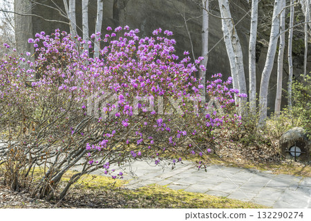 Siberian purple azalea, Ishiyama Green Space, Sapporo city 132290274