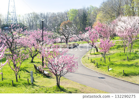 Plum Grove, Hiraoka Park, Sapporo 132290275