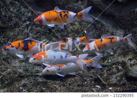 Nishikigoi (Furusato pavilion of Chitose salmon) Nishikigoi (Furusato pavilion of Chitose salmon) 132290395