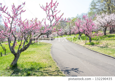 札幌市平岡公園梅林 132290435