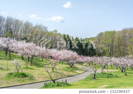 札幌市平岡公園梅林 132290437