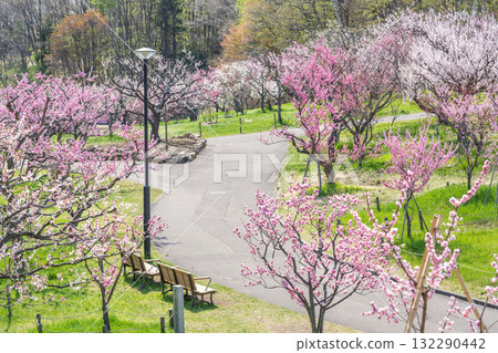 札幌市平岡公園梅林 132290442