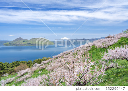 壯瞥町壯瞥公園的羊蹄山、洞爺湖和梅樹林 132290447