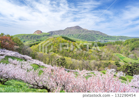 Plum grove, Showa Shinzan, Mount Usu, Sobetsu Park, Sobetsu Town Plum grove, Showa Shinzan, Mount Usu, Sobetsu Park, Sobetsu Town 132290454