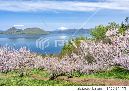 壯瞥町壯瞥公園的羊蹄山、洞爺湖和梅樹林 132290455