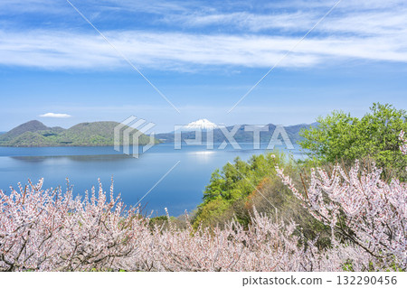 Mount Yotei, Lake Toya, and plum groves in Sobetsu Park, Sobetsu Town Mount Yotei, Lake Toya, and plum groves in Sobetsu Park, Sobetsu Town 132290456