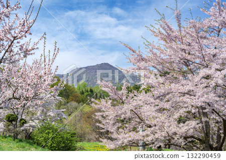有珠山的梅花和櫻花、壯麗公園、壯瞥町 有珠山的梅花和櫻花、壯麗公園、壯瞥町 132290459