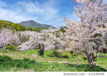 有珠山的梅花和櫻花、壯麗公園、壯瞥町 132290460