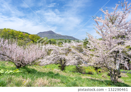 有珠山的梅花和櫻花、壯麗公園、壯瞥町 有珠山的梅花和櫻花、壯麗公園、壯瞥町 132290461