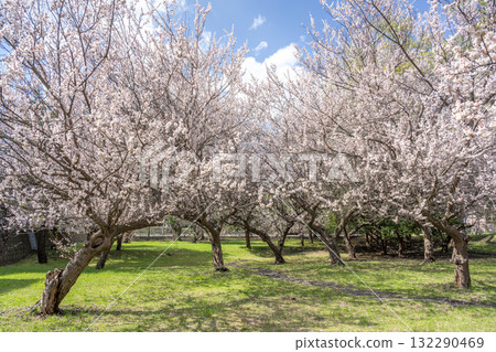 札幌天神山綠地的梅花 132290469