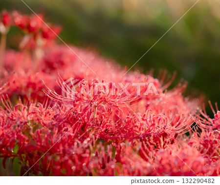 清晨的海星 132290482