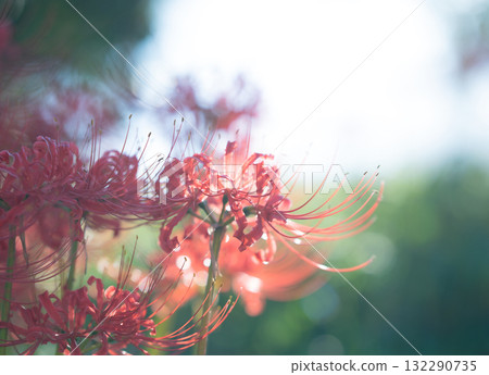 紅蜘蛛百合 132290735