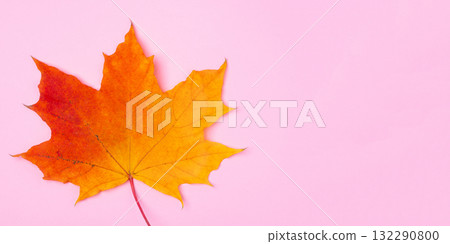 Bright autumn maple leaf on pink background Bright autumn maple leaf on pink background 132290800