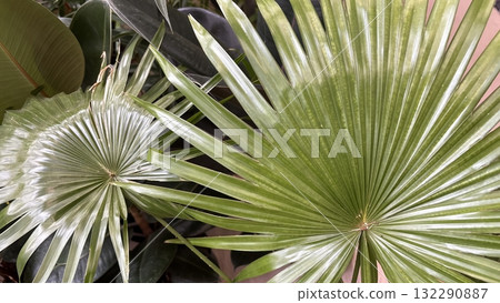 Fan palm indoor plant with radiating pleated leaves tropical green houseplant ideal for natural home decoration and botanical interior design 132290887