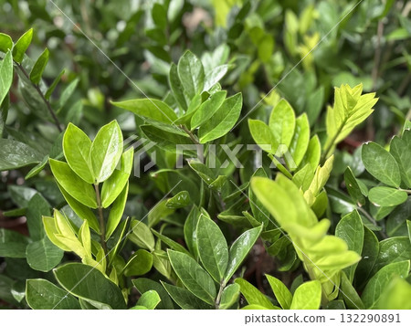 Zamioculcas zamiifolia houseplant with glossy green leaves tropical indoor plant for modern home interior and natural decoration 132290891