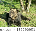 bear 132290951