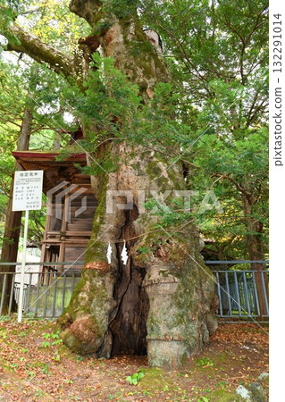 [Minamiaiki Village: The Zelkova at Suwa Shrine, a village-designated famous tree] 132291014