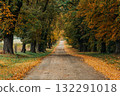 serene road winds through a forest adorned with vibrant yellow autumn foliage 132291018