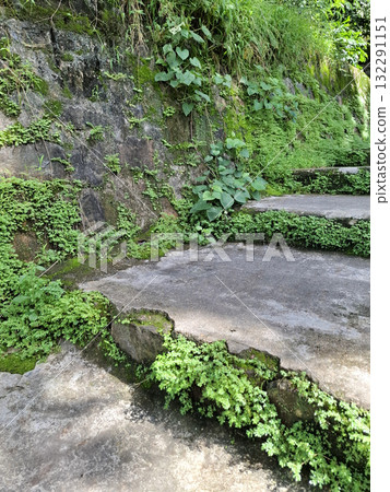 Old Stone Steps Covered with Green Moss and Plants in Tropical Forest Old Stone Steps Covered with Green Moss and Plants in Tropical Forest 132291151
