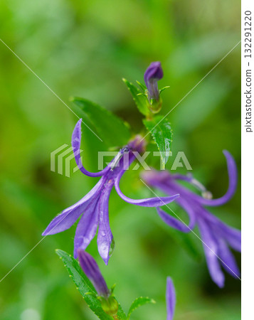 桔梗科多年生草本植物桔梗的開花 桔梗科多年生草本植物桔梗的開花 132291220