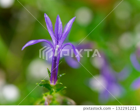 桔梗科多年生草本植物桔梗的開花 132291221