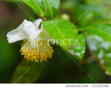 Flowers of tea tree Flowers of tea tree 132291346