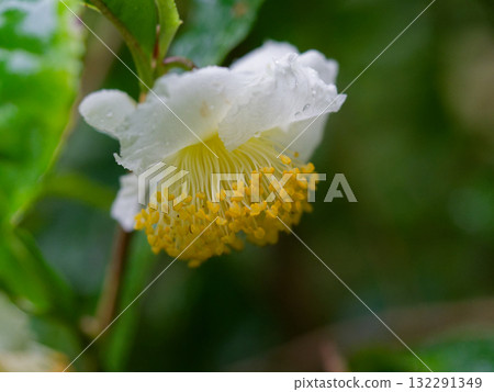 Flowers of tea tree Flowers of tea tree 132291349