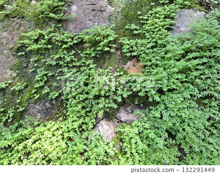 Moss and Small Ferns Growing on Old Stone Wall in Tropical Forest Background Texture 132291449