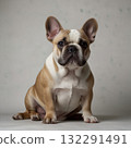 French bulldog portrait shot in studio 132291491