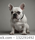 White french bulldog portrait shot in studio 132291492