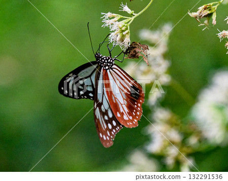 Honey-sucking butterfly of the traveling butterfly Nymphalidae Honey-sucking butterfly of the traveling butterfly Nymphalidae 132291536