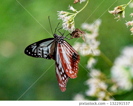 Honey-sucking butterfly of the traveling butterfly Nymphalidae Honey-sucking butterfly of the traveling butterfly Nymphalidae 132291537