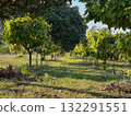 Cocoa plantation with green grass morning time 132291551