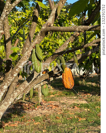 Cocoa fruits on the tree with sunlight Cocoa fruits on the tree with sunlight 132291552